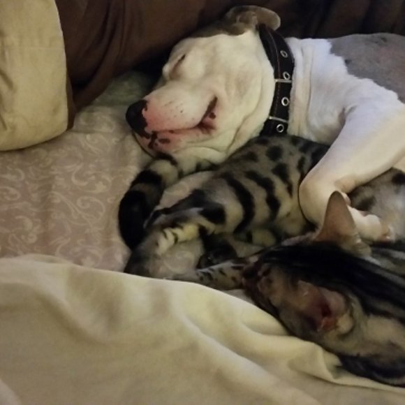 Meet your Posher, Posh - Picture 5 of 6